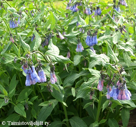 Mertensia sibirica, siperianhalikka